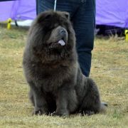 MONALYN MAGIC STAR DALIDA FOR MONASIM