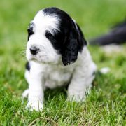 Lofty Galadriel from Fellowship Of The Ring