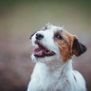 Royal Fox Road Notte di Leggenda