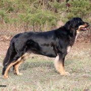 Enormous Over the Moon