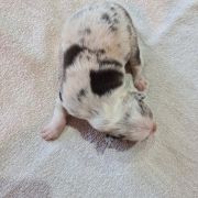 Bąbel Bubusiowo FCI