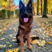 DOBRAWA DOVICKA Kingfran (FCI)