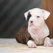 Aliya Guardian of Forest 