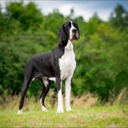 ZARA Scarlet Diamond FCI