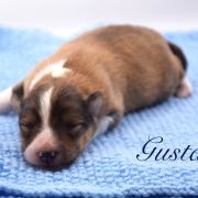 GUSTAV Amoredogs