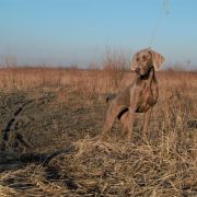 ENIGMA Imperial Weimaraner
