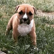 Bellflower Vivir Perros 