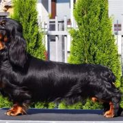 G.O.T EDDARD Long and Lovely 