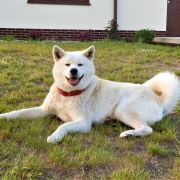 TAMI z Grodzkiego Zakątka