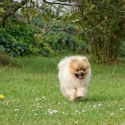 Ch.Pl. LEVEL Kontrakt PL 