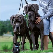 SUN SHINE Margarejro FCI