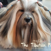 ChPL, JChPL SILVER DUST Mały Budda