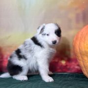 LABUBU Zwinne Serca (FCI)