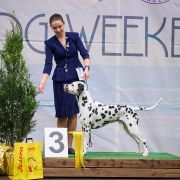 Alphadirato Surprise Me (Semmy)