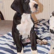 OBERŻYŚWIAT Czar Olbrzyma