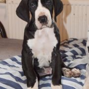 OBERŻYŚWIAT Czar Olbrzyma