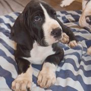 OBERŻYŚWIAT Czar Olbrzyma