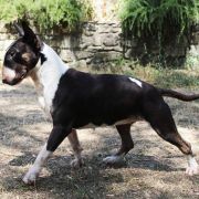 BOBUDDY ASHE ZU ASHE