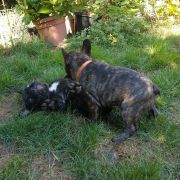 Szarotka Francuskie Słoneczka FCI