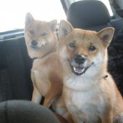 HOLI z Grodzkiego Zakątka