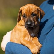 BULAWAYO DO LABASO Ginger Ridge