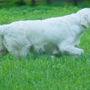 Viva Viktoria mira Wild West Gang