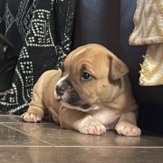 Brooklyn Vivir Perros 