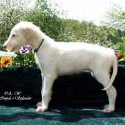 LORD NORTH Impuls i Splendor