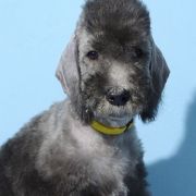 ELLA Diamond Lamb
