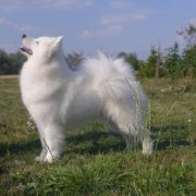 LIGHT PRINCESS Give me a Paw FCI