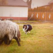 AMAZING MACHO Dimidium 