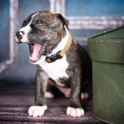 JUNGLAS NIGRA American Heart vel. Jaruś