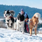 Ch. Pl. JCh. Pl. ALMAZY ANABARA Zolotoe Runo (BH, PL MT1, WCC, Rally-2