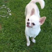 Al Capone Tipich Chihuahua