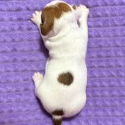 Orange Spark Heavenly Blessing