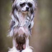 Angel O‘ Check Lim Po Po