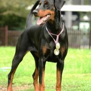 Aurora Valle di Rose