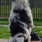 IMBIR Sfora w Papilotach