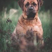 KIMICO vel TOMOUO MAZURSKA PRZYSTAŃ (FCI)