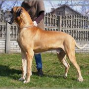 BAMBINO Giga la Gothica