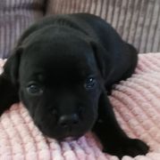 BOMBAY Horseradish Gang Staff