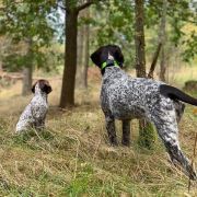 ANUBI Gosia's Valley FCI