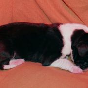 TYTANIA Czar Olbrzyma