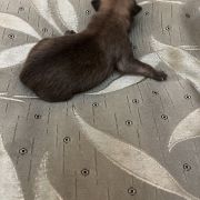 Blacky