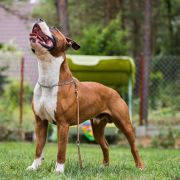 GIOVANNI Guardian of Forest