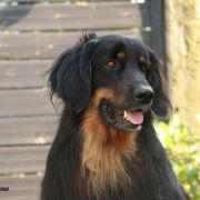 Igor vom Tullnerbach