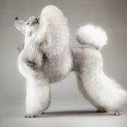 DAENERYS Angelino Mini 2