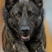 Django Mijn Lieve Held Per-Bene