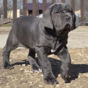 буква помета В