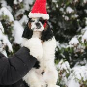 Queenzie AS YOU LIKED